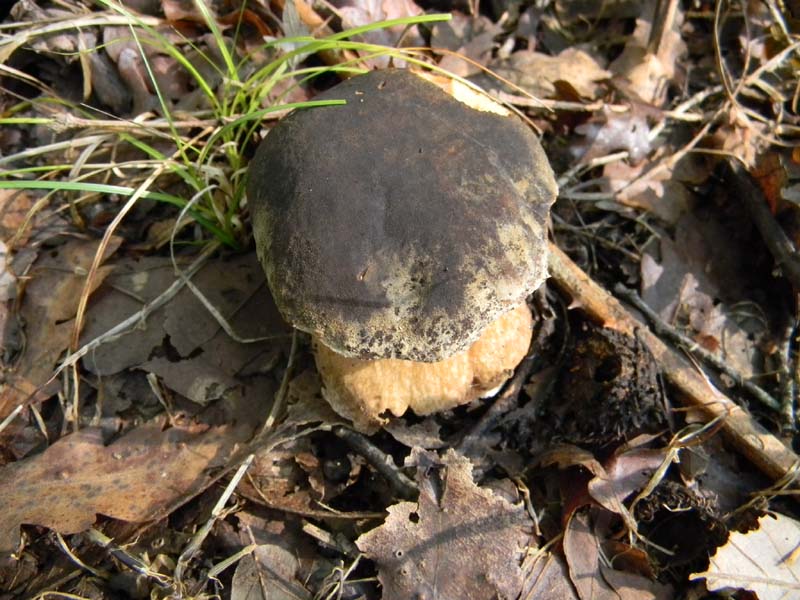 3� gruppo ritrovamenti del 15.10.2010.